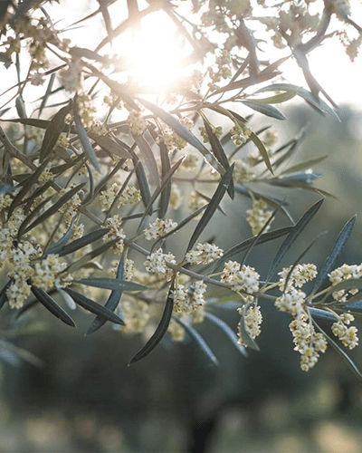 Grüne Oliven 250g vakuumiert